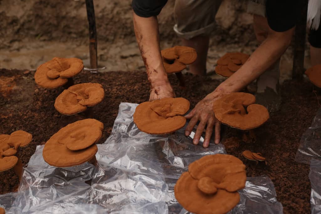 Red Reishi Mushrooms Health & Beauty:Vitamins & Lifestyle Supplements:Vitamins & Minerals British Vitamins