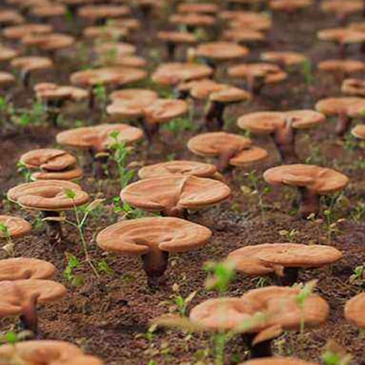 Red Reishi Mushrooms 30% Polysaccharides Vegan Health & Beauty:Vitamins & Lifestyle Supplements:Vitamins & Minerals British Vitamins
