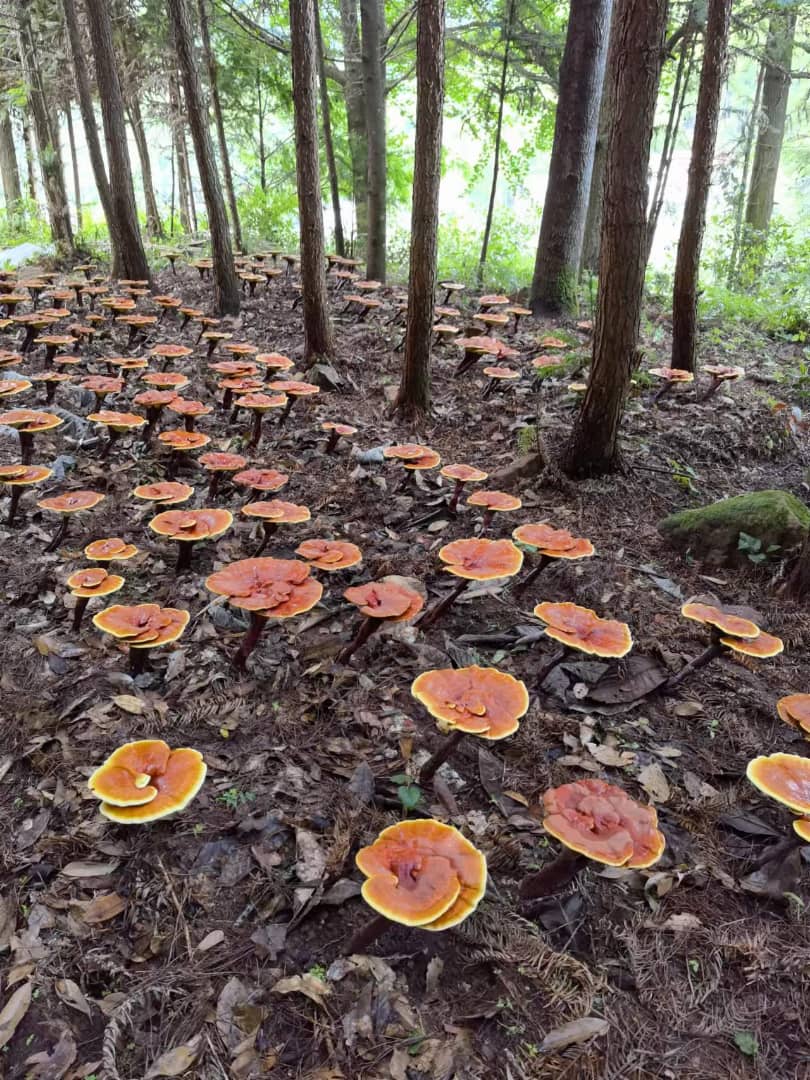 Red Reishi Mushrooms 30% Polysaccharides Vegan Health & Beauty:Vitamins & Lifestyle Supplements:Vitamins & Minerals British Vitamins